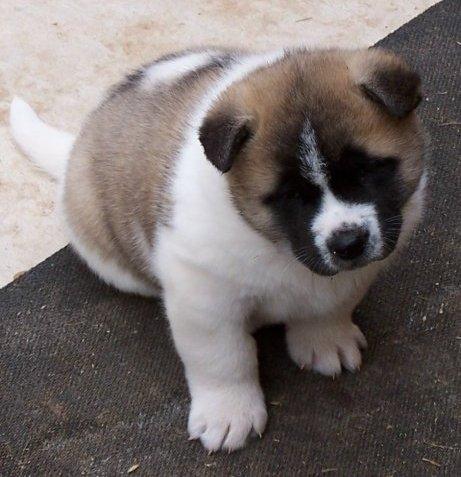 akita puppies for free akita puppies canton ga asnclassifieds akita puppies for free akita puppies canton ga asnclassifieds