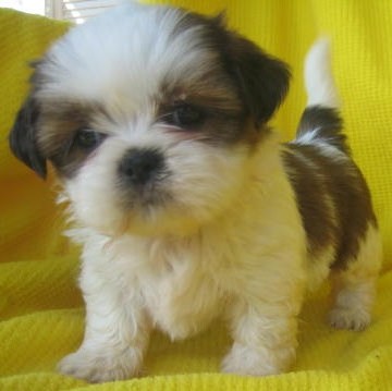 Shih  Puppies on Shih Tzu Puppies