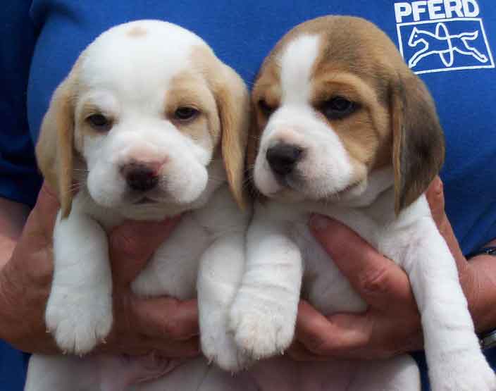 a k c registered beagle puppy