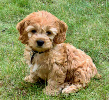 A White Cockapoo
