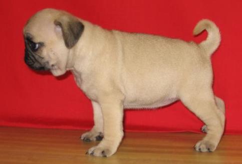 Now available Pug puppies for re-homing