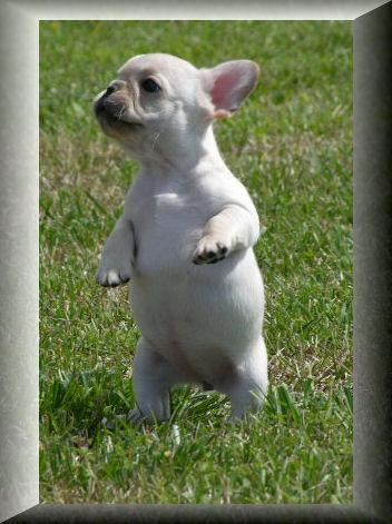 French Bulldog Puppies on French Bulldog Puppies For Xmass 0 00 French Bulldog