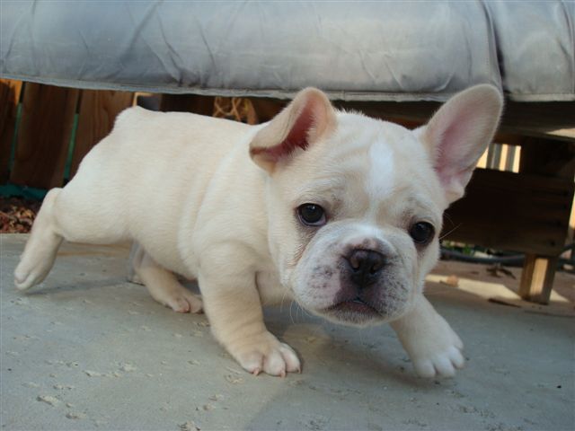 French bulldog puppies for Xmass. - Antioch, CA 