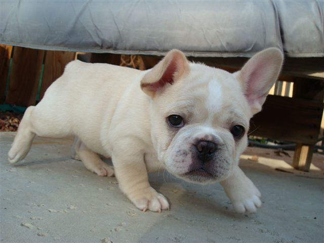 Male French Bulldog