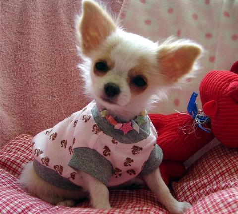 cheap teacup chihuahua puppies for sale teacup pocket chihuahua for sale breeds picture cheap teacup chihuahua puppies for sale teacup pocket chihuahua for sale breeds picture