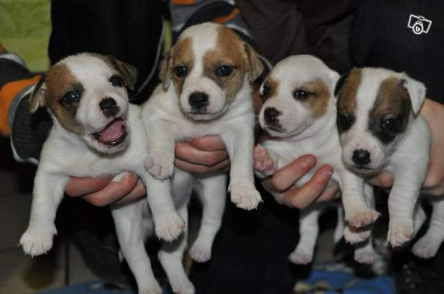 Type jack russell puppies