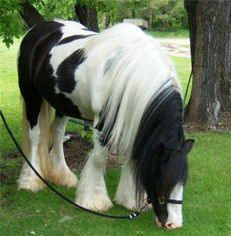 Gypsy vanner /fresian horses for adoption free