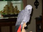 TAME AND TALKING AFRICAN GREY FOR X-MAS