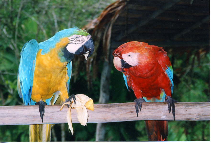Parrots+and+macaws+pictures