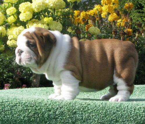 Puppies Available!!!!English Bulldogs Puppies For Adoption