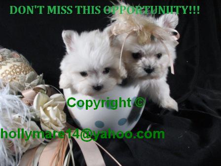 FIVE WHITE TEACUP MALTESE PUPPIES LOOKING FOR A NEW HOME
