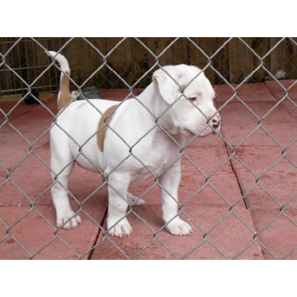 brown and white puppies pin brown and white pitbull puppies on brown and white puppies pin brown and white pitbull puppies on