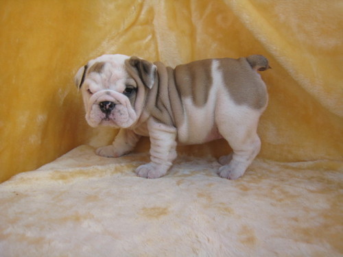 lovely english bulldog puppies for x english bulldog puppies for sale 500x375