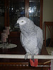 ADORABLE AFRICAN GRAY PARROT