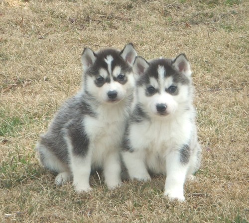 Siberian Husky puppies for sale