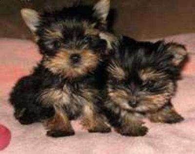 Baby Teacup Yorkie