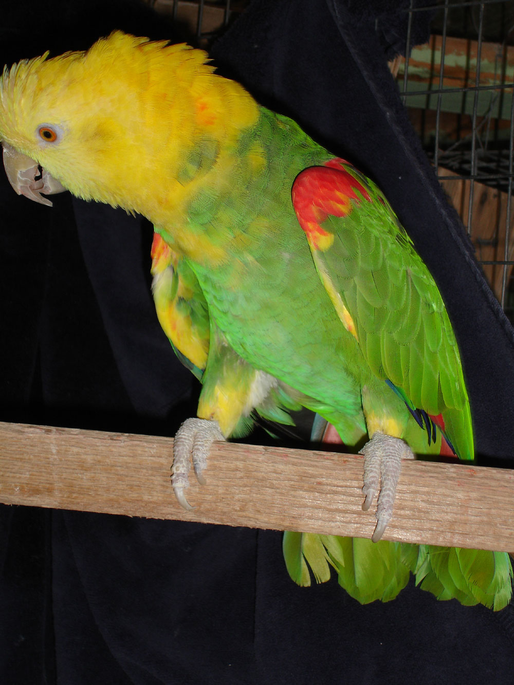 Cute Double Yellow Head Amazon Parrots For Sale.