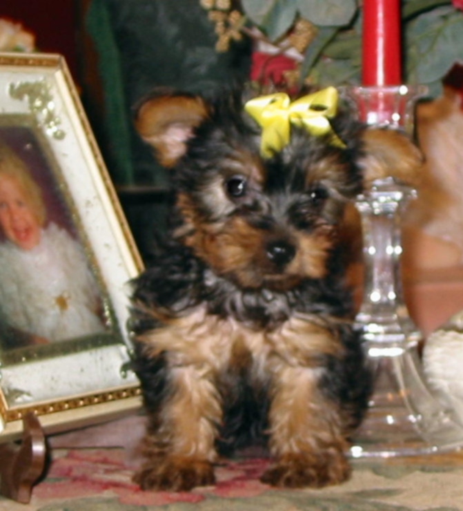 teacup yorkie for adoption in ga afectionate teacup yorkie puppies for adoption 200 cartersville ga asnclassifieds teacup yorkie for adoption in ga afectionate teacup yorkie puppies for adoption 200 cartersville ga asnclassifieds