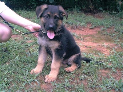 German Shepherd Puppies For Sale In Virginia. Images german-shepherd-puppies