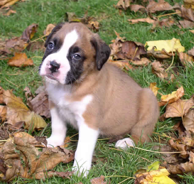 good and lovely Boxer Puppies