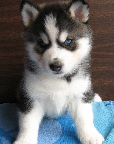 the is a good and lovely Siberian Husky pupies