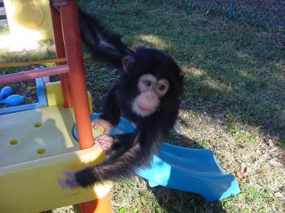 Adorable baby chimpanzee