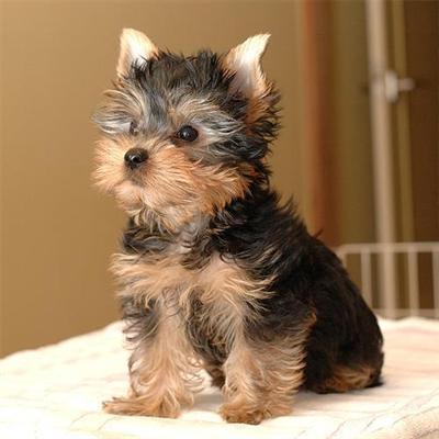 MALE AND FEMALE TEACUP YORKIE PUPPIES FOR NEW HOME