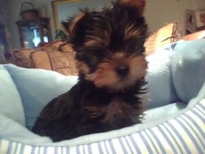 playful yorkshire terrier puppy for sale