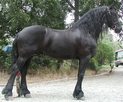 freisan horses for sale