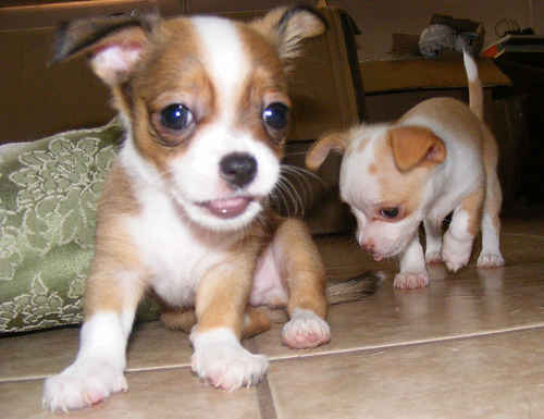 Cute Chihuahua puppies For Re Homing  Glendale, AZ  ASNClassifieds