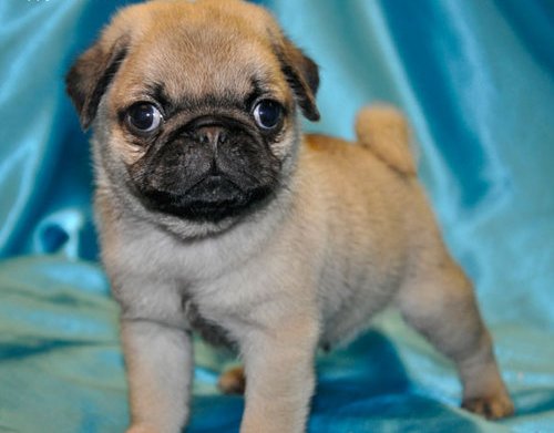 AKC PUG PUPPIES FOR YOUR HOME