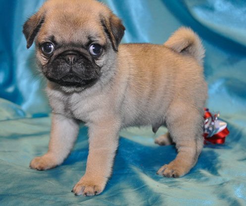 mini pug puppy miniature pug puppies image search results mini pug puppy miniature pug puppies image search results