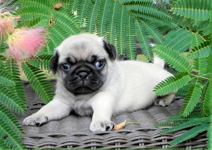 TOP MODELLE PUG FOR YOU