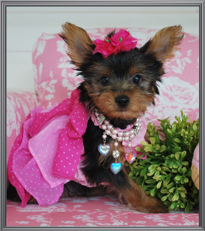 yorkie puppy scams affectionate and yorkies puppies for rehoming lafayette la asnclassifieds yorkie puppy scams affectionate and yorkies puppies for rehoming lafayette la asnclassifieds