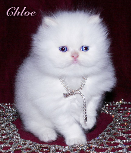 valentine himalayan persian kittens reduce price persian cats 432x506