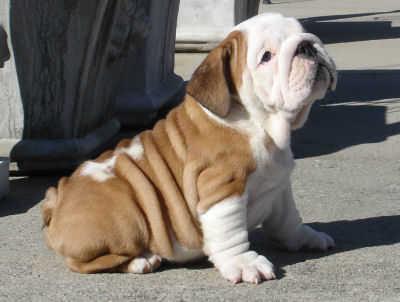 English Bull  Pictures on Out Standing English Bulldog Puppies Rehoming