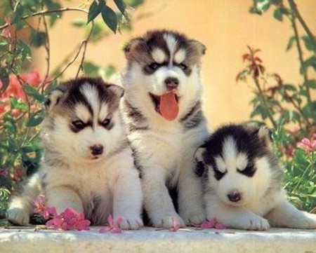 Husky Puppies on Lovely Pets  Cute Husky Puppies   Gp01