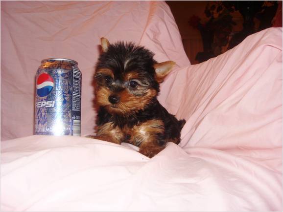 yorkie pups painting