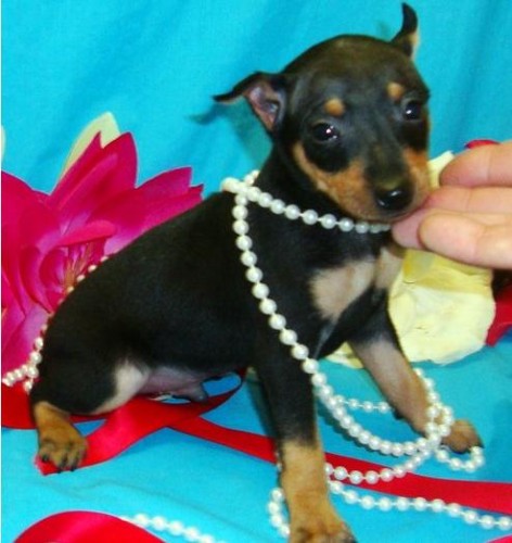 doberman puppies for adoption doberman pinscher puppies and dogs for sale and adoption in breeds picture doberman puppies for adoption doberman pinscher puppies and dogs for sale and adoption in breeds picture