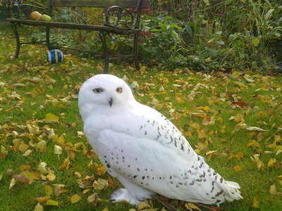 pet owls for sale near me