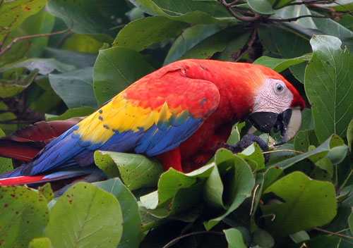 Scarlet+macaw+parrots