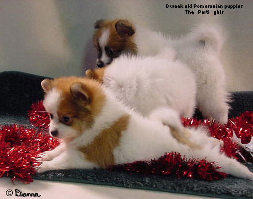 puppies for sale evansville in teacup puppies for sale from island to n breeds picture puppies for sale evansville in teacup puppies for sale from island to n breeds picture