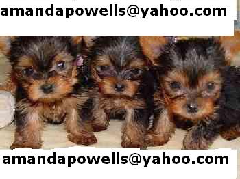 Male and Female Yorkshire Terrier Puppies(amandapowells@yahoo.com)