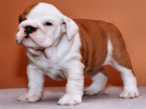 Bulldog Puppies Available for Placement June and July 2010