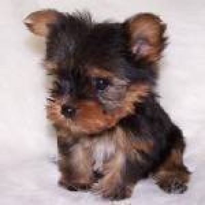 Yorkie Teacup Pictures