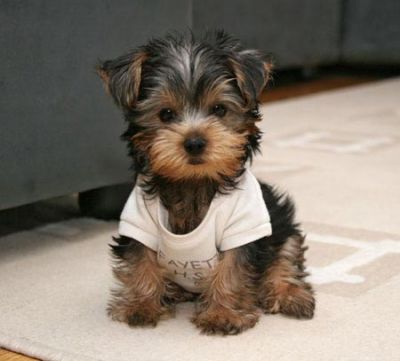 yorkie hairstyles. dresses Cute Yorkie Puppies