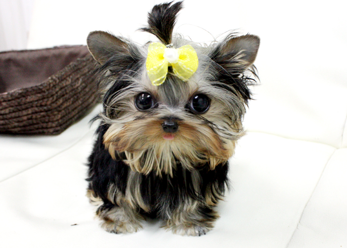 pug puppies for sale in mobile alabama adorable teacup yorkie puppies for free adoption mobile al asnclassifieds pug puppies for sale in mobile alabama adorable teacup yorkie puppies for free adoption mobile al asnclassifieds