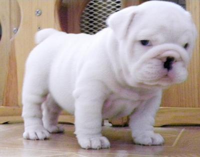 English Bulldog Puppies on Lovely Looking Outstanding Teacup English Bulldog Puppies Available