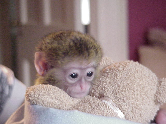Cute baby Capuchin Monkeys For Free Adoption