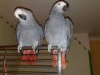 talking african grey parrots for adoption
